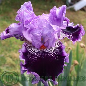 Tall Bearded Iris By Jeeves