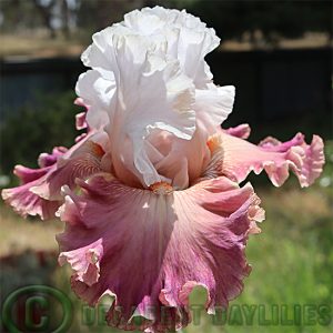 Tall Bearded Iris Choose A Dream