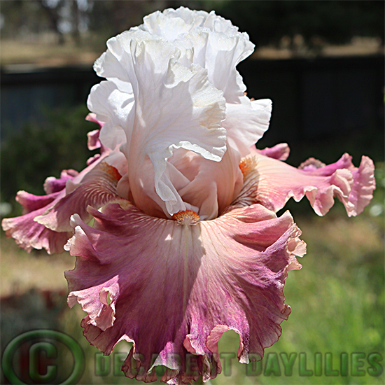 Tall Bearded Iris Choose A Dream