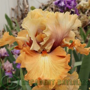 Tall Bearded Iris Cinderella's Secret