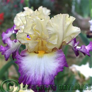 Tall Bearded Iris Day On The Bay