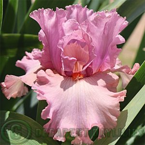 Tall Bearded Iris Designer Label