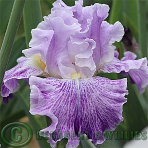 Tall Bearded Iris Fancy Dress
