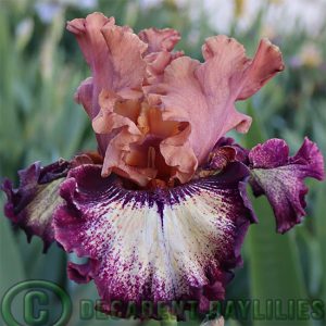 Tall Bearded Iris Feel The Power