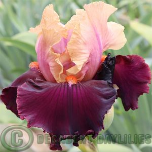 Tall Bearded Iris Feudalism