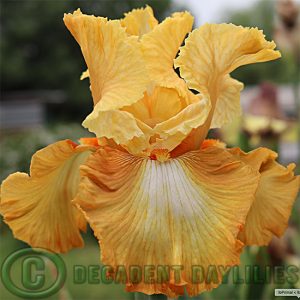 Tall Bearded Iris Honeycomb
