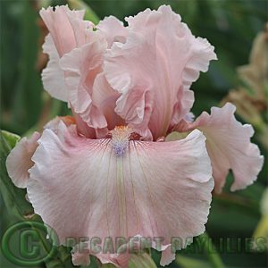 Tall Bearded Iris I'm Smitten