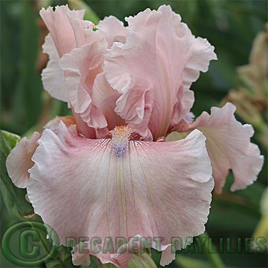 Tall Bearded Iris I'm Smitten
