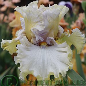 Tall Bearded Iris Ivory Castle