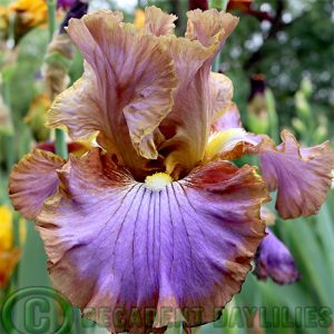 Tall Bearded Iris Molokini