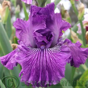 Tall Bearded Iris Mulberry Magic
