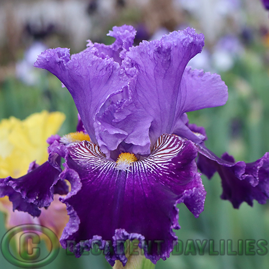 Tall Bearded Iris Racing At Randwick