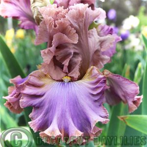 Tall Bearded Iris Strange Harmony