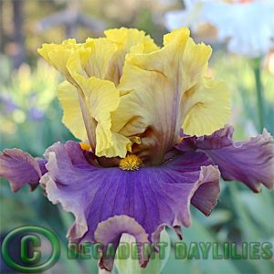 Tall Bearded Iris Street Scene