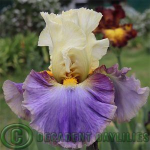 Tall Bearded Iris Style Traveller