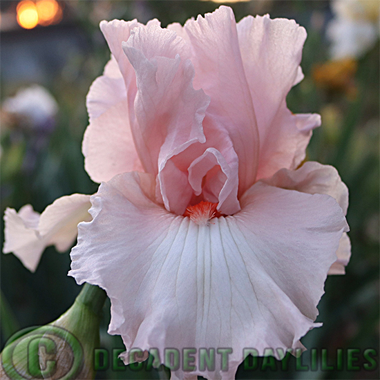 Tall Bearded Iris Sweet Talking Woman