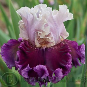 Tall Bearded Iris Swivel Hips