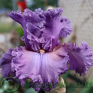 Tall Bearded Iris Taffeta Princess