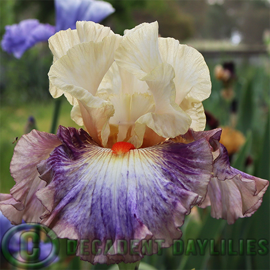 Tall Bearded Iris Tango Express