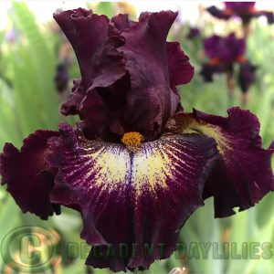 Tall Bearded Iris Tunnel Vision