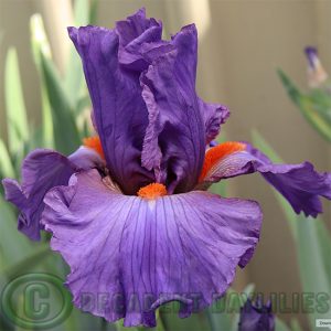 Tall Bearded Iris Twilight Blaze