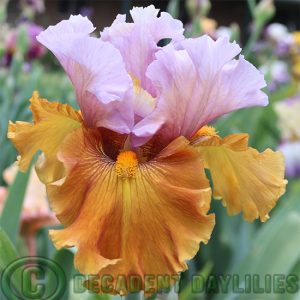 Tall Bearded Iris Valley Of Dreams