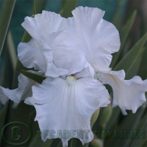 Tall Bearded Iris Wedding Vow