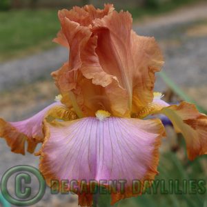 Tall Bearded Iris Afternoon Delight