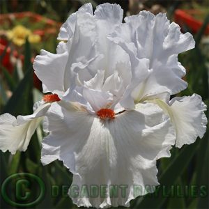 Tall Bearded Iris Arctic Fox