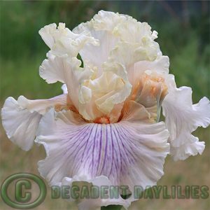 Tall Bearded Iris Are We In Love