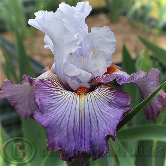 Tall Bearded Iris Arthouse