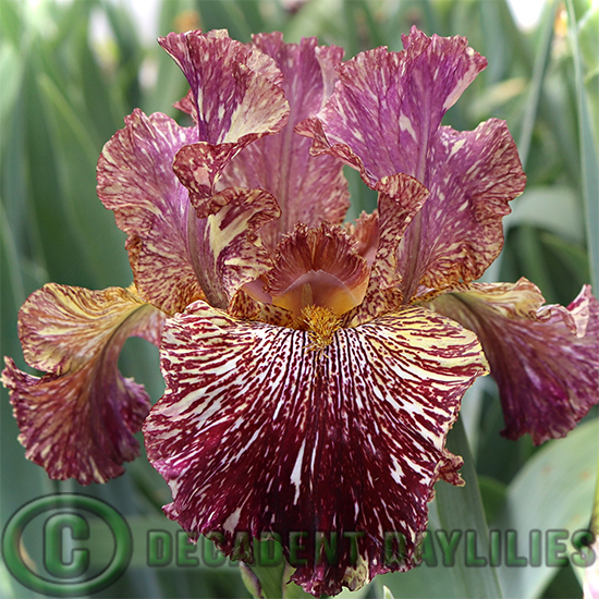Tall Bearded Iris Bewilderbeast