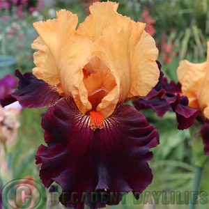Tall Bearded Iris Brilliant Disguise
