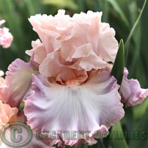 Tall Bearded Iris Cameo Minx