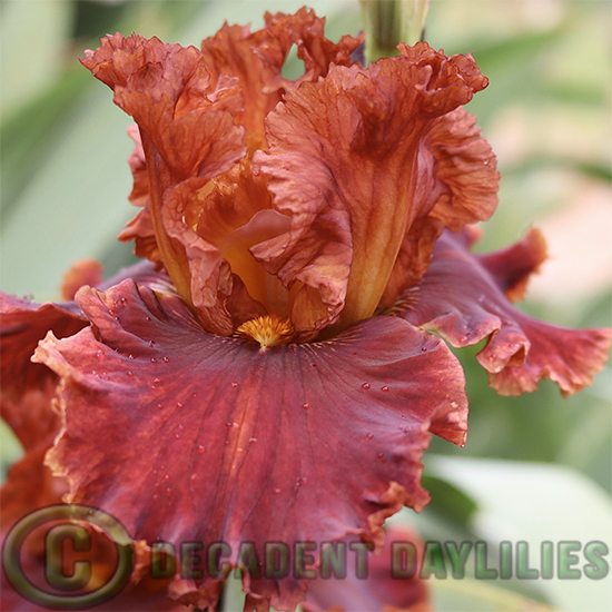 Tall Bearded Iris Chestnuts Roasting