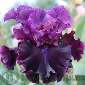 Tall Bearded Iris Darktonian