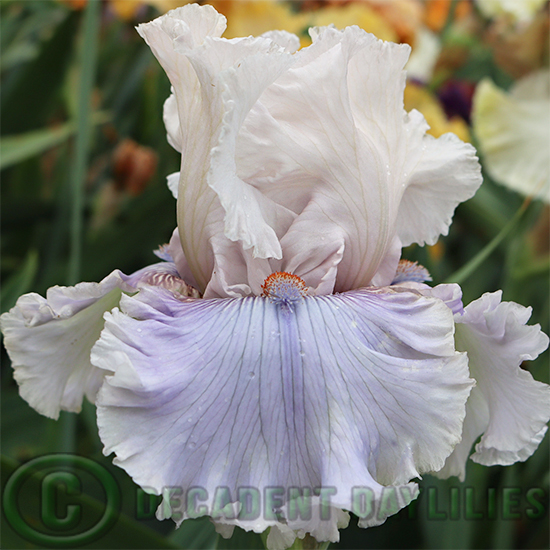 Tall Bearded Iris Dreams And Desires