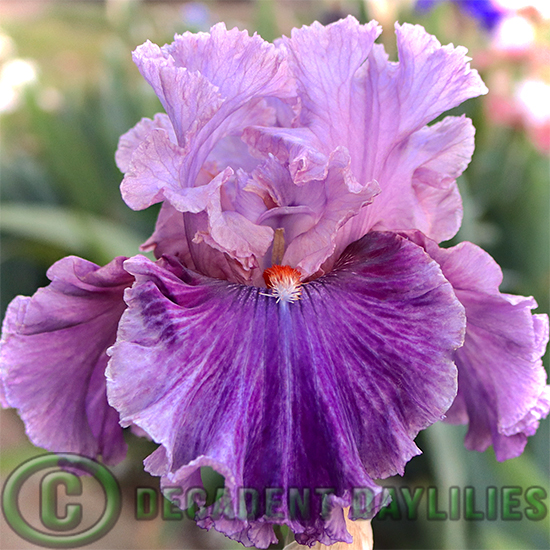 Tall Bearded Iris Enchanter