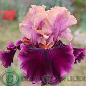 Tall Bearded Iris Fluent Mandarin