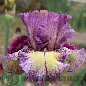 Tall Bearded Iris Foolish Dreamer