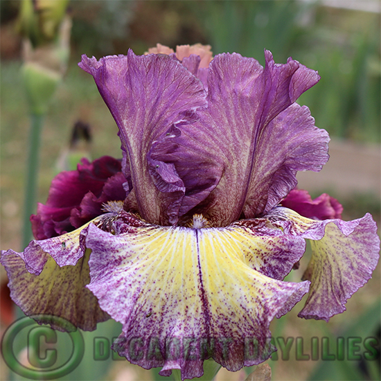 Tall Bearded Iris Foolish Dreamer