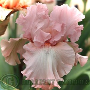 Tall Bearded Iris For Lovers Only