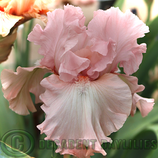 Tall Bearded Iris For Lovers Only