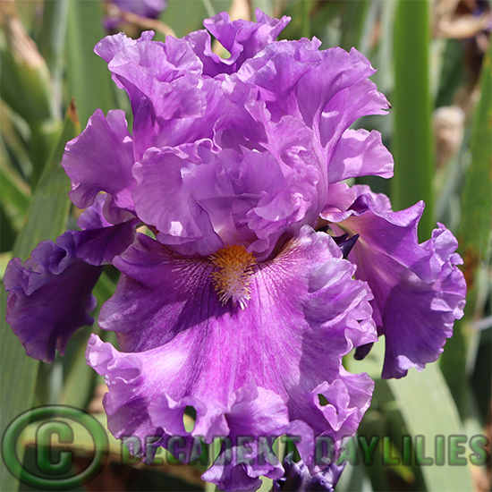 Tall Bearded Iris Foreign Scandal