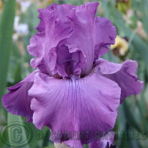 Tall Bearded Iris Good Looking
