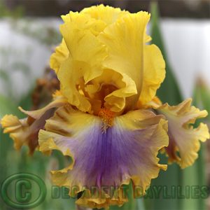 Tall Bearded Iris Good Morning Sunshine