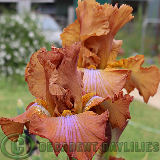 Tall Bearded Iris Howes Valley