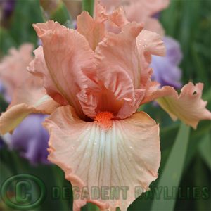 Tall Bearded Iris Hypnosis