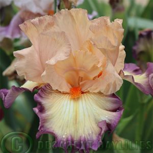 Tall Bearded Iris Illusionist