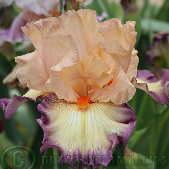 Tall Bearded Iris Illusionist